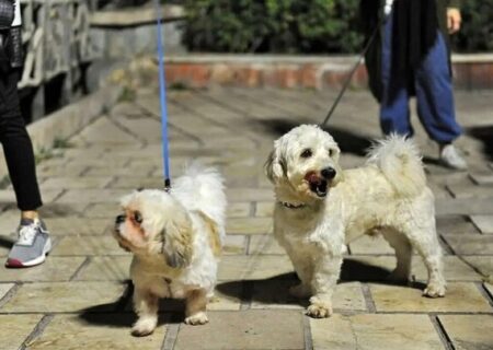 طرح «ساماندهی سگ‌گردانی» در اصفهان اجرا می‌شود