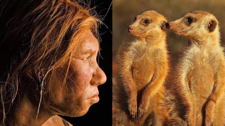 انسانها رتبه چندم را در وفاداری بین پستانداران دارند!