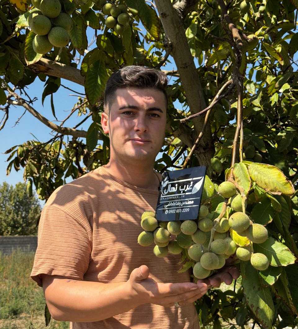 🌟 معتبرترین مرکز تولید نهال گردو و بادام شناسنامهدار در ایران را بشناسید 🌟 معتبرترین مرکز تولید نهال گردو و بادام شناسنامهدار در ایران را بشناسید (نهالستان غرب نهال) به مدیریت مهندس رضا داداشی