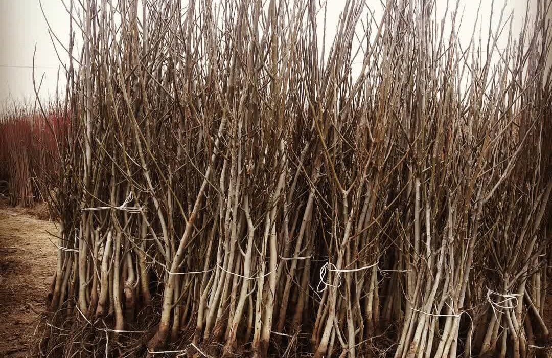 🌟 معتبرترین مرکز تولید نهال گردو و بادام شناسنامه‌دار در ایران را بشناسید