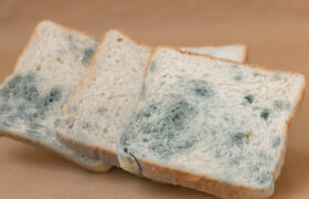 چگونه از بیات شدن و کپک زدن نان تست جلوگیری کنیم؟