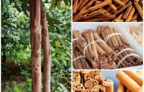 آشنایی با نحوه رشد و مراقبت از درخت دارچین