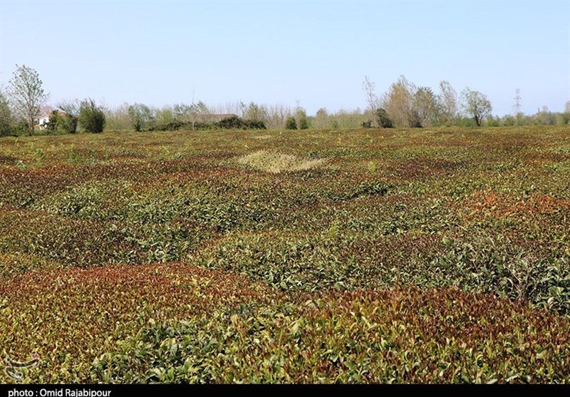 برفِ ناخوانده، باغهای اهر را در آغوشِ سرما فرو برد