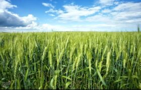 بیماری زنگ زرد گندم مزارع کهگیلویه را تهدید نمیکند