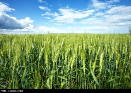 بیماری زنگ زرد گندم مزارع کهگیلویه را تهدید نمی‌کند