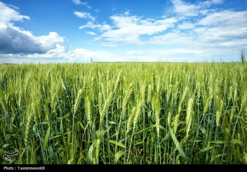 بیماری زنگ زرد گندم مزارع کهگیلویه را تهدید نمی‌کند