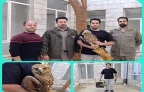 تحویل یک بهله عقاب «شاهی» به محیطزیست بروجرد