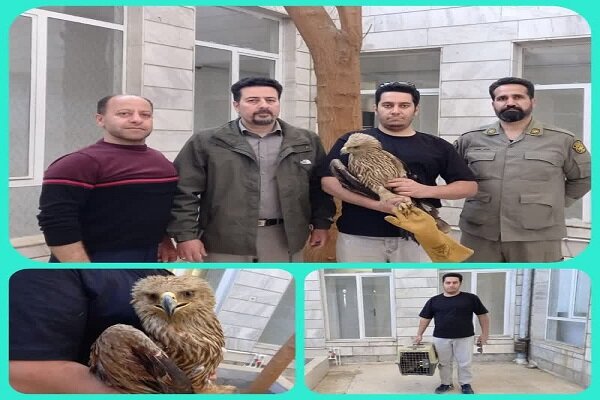 تحویل یک بهله عقاب «شاهی» به محیطزیست بروجرد