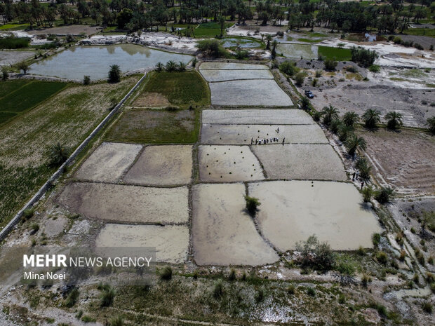 ثبت نشاکاری ۱۲۵ هکتار برنج در نکا