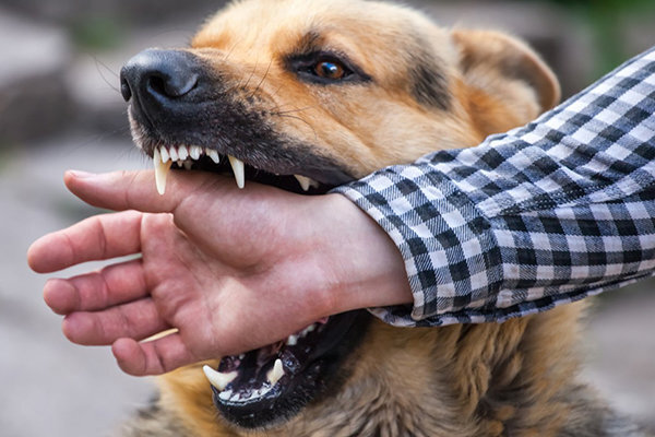 ثبت ۳۲ مورد حیوان گزیدگی در بیجار طی ایام نوروز
