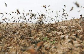 جولان ملخهای کوهاندار در خراسان جنوبی، پاکسازی ۴۸۰۰ هکتار انجام شد