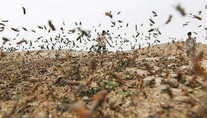 جولان ملخهای کوهاندار در خراسان جنوبی، پاکسازی ۴۸۰۰ هکتار انجام شد