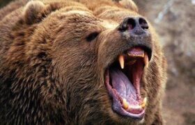 حمله خرس در پارک ملی گلستان؛ دو محیطبان حین گشت مجروح شدند