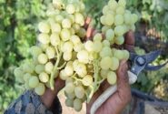زنگ خطر برای انگور شاهرود؛ تغییر اقلیم الگوی باغداری را به چالش کشید