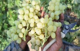 زنگ خطر برای انگور شاهرود؛ تغییر اقلیم الگوی باغداری را به چالش کشید