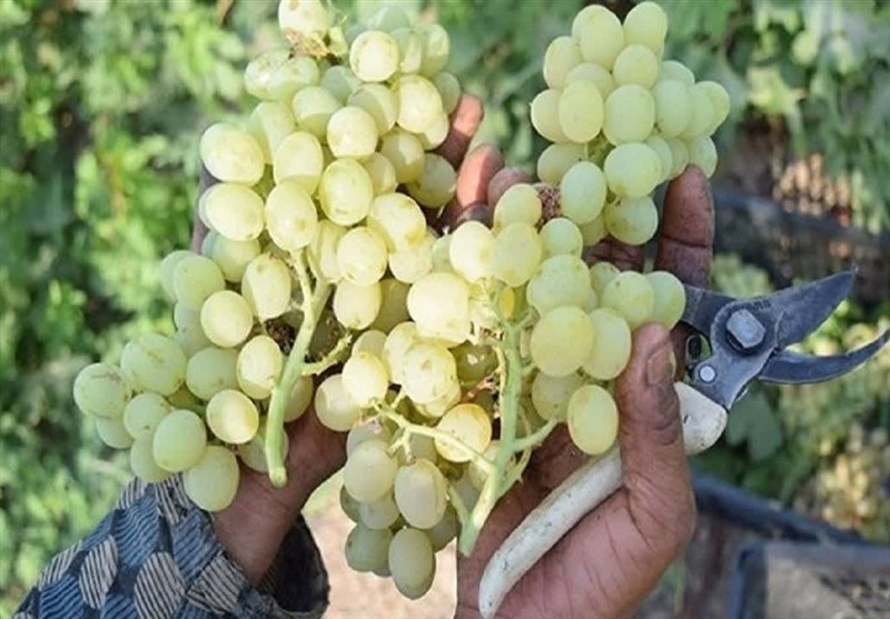 زنگ خطر برای انگور شاهرود؛ تغییر اقلیم الگوی باغداری را به چالش کشید