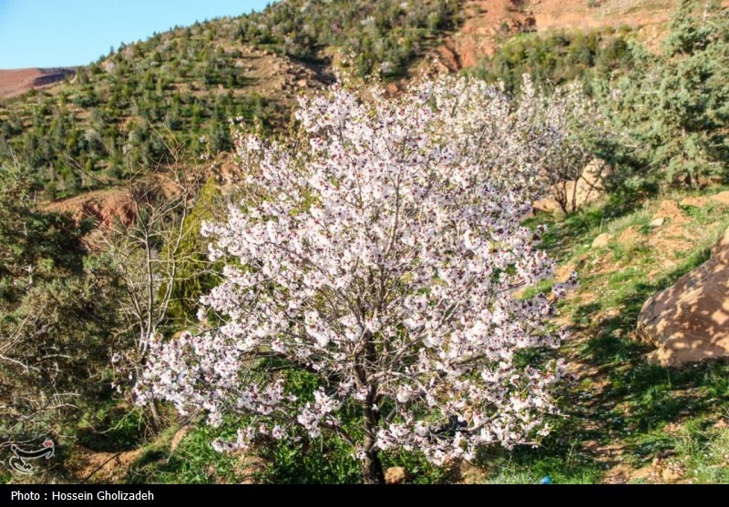 طراوت عینالی و رقص شکوفهها؛ ثبت قابهای امیدبخش فردای بارش بهاری باران , روز درختکاری , اخبار استان آذربایجان شرقی , آذربایجان شرقی , اخبار تبریز ,