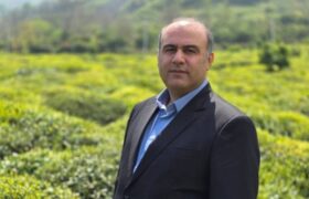 لنگرود قهرمان پرداخت مطالبات چای/ 3 ماه زودتر از سایر شهرستانها