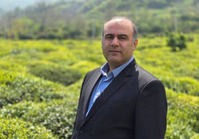 لنگرود قهرمان پرداخت مطالبات چای/ 3 ماه زودتر از سایر شهرستانها