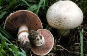 هشدار جدی به مردم؛ سم قارچهای کوهی با پختن از بین نمیرود