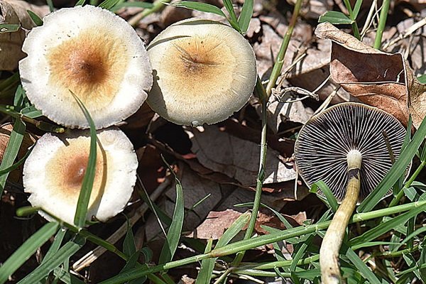 هشدار جدی به مردم؛ سم قارچهای کوهی با پختن از بین نمیرود هشدار جدی به مردم؛ سم قارچهای کوهی با پختن از بین نمیرود