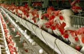 چرا مصرف کننده در تله قیمتگذاری تولید مرغ قرار دارد؟