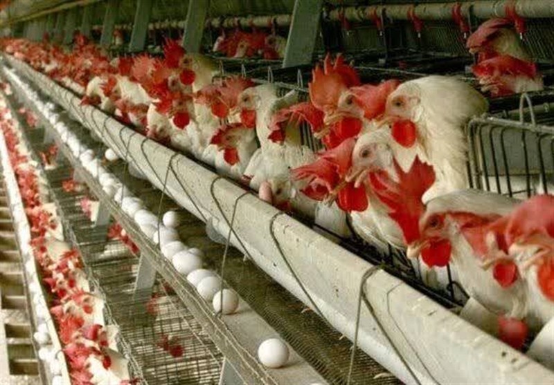 چرا مصرف کننده در تله قیمتگذاری تولید مرغ قرار دارد؟