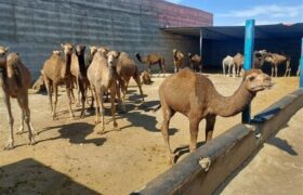 گزارش|جهش شترداری در شاهرود؛ استفاده بهینه از اقلیم خشک و مراتع فقیر