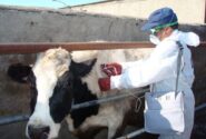 گلی: اجرای طرح جهادی دامپزشکی در روستای درمن؛واکسیناسیون ۳۹۰۰ رأس دام