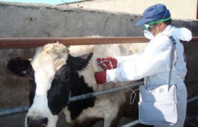 گلی: اجرای طرح جهادی دامپزشکی در روستای درمن؛واکسیناسیون ۳۹۰۰ رأس دام