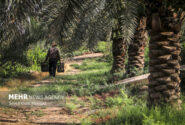 ۱۵۰۰ هکتار از نخلستانهای خوزستان جوان سازی شد