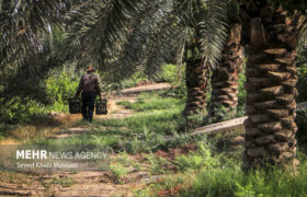 ۱۵۰۰ هکتار از نخلستانهای خوزستان جوان سازی شد