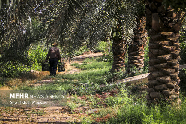 ۱۵۰۰ هکتار از نخلستانهای خوزستان جوان سازی شد