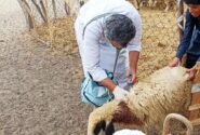 اجرای طرح واکسیناسیون میش های غیرآبستن بر علیه بیماری تب مالت در البرز