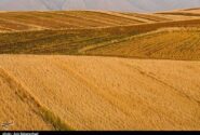 اعلام نرخ 49500 تومانی برای گندم/ آغاز برداشت در مناطق جنوبی لرستان