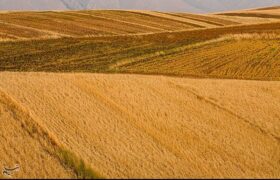 اعلام نرخ 49500 تومانی برای گندم/ آغاز برداشت در مناطق جنوبی لرستان