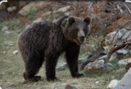 جزئیات هولناک از مرگ مرد چالوسی به علت حمله خرس