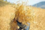 حکمرانی محلی و تابآوری غذایی در شرایط جنگی