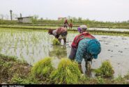 دلالان در کمین شالیزارهای شمال/ چه کسانی بازار برنج را بههم ریختند؟