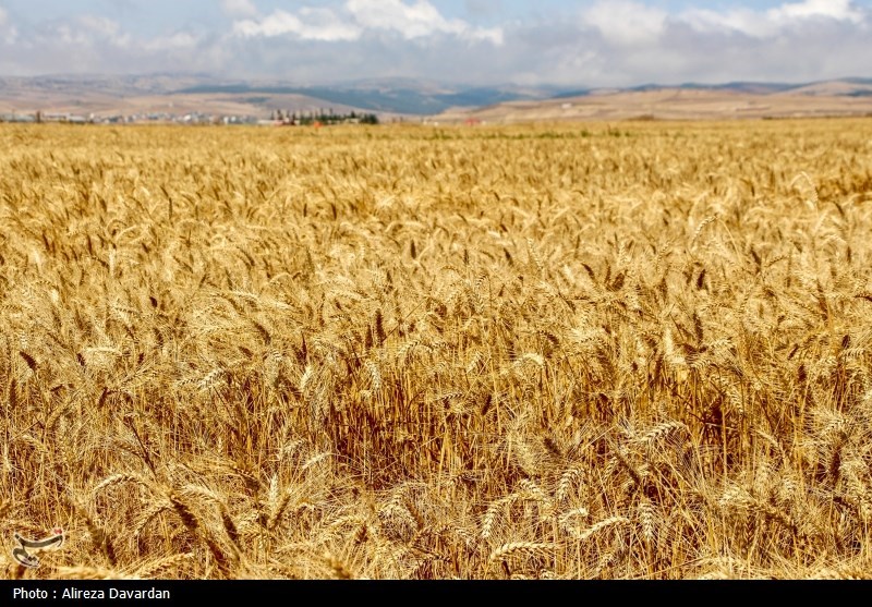 دلالان در کمین گندم طلایی گلستان اخبار استان گلستان , کشاورزی ,