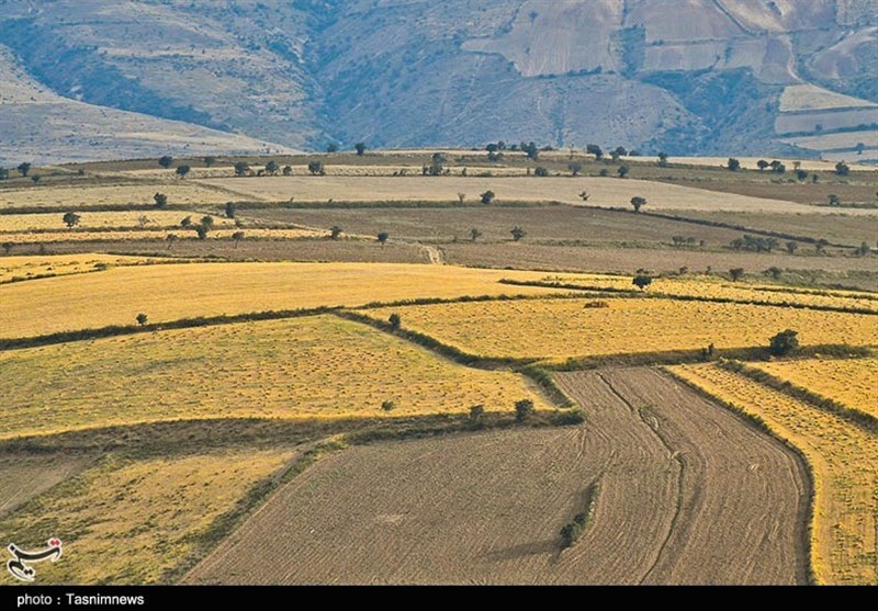 دلالان در کمین گندم طلایی گلستان اخبار استان گلستان , کشاورزی ,