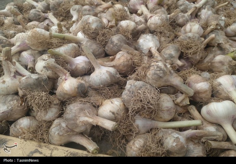 روستایی که با سیر نفس میکشد؛ «اَتو» و داستان یک برند موفق