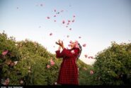 سفر به قلب مزارع معطر ساری؛ وقتی دودانگه بوی بهشت میگیرد