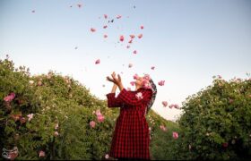 سفر به قلب مزارع معطر ساری؛ وقتی دودانگه بوی بهشت میگیرد