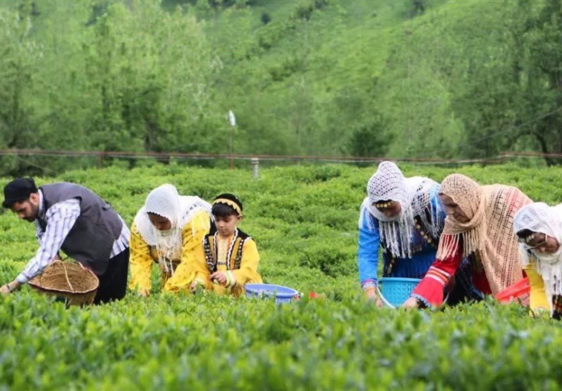 هر خانوار ایرانی سالانه چقدر «چای» مصرف میکند؟