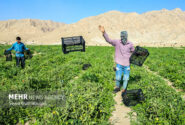 پاسخ صرفهجویانه کشاورزی خراسان رضوی به کمآبی و گرانی