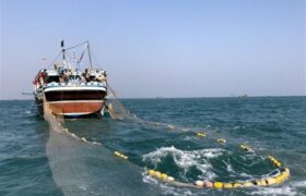 کشف 4.5 تُن ماهی ساردین فاقد مجوز در سواحل جنوبی استان بوشهر