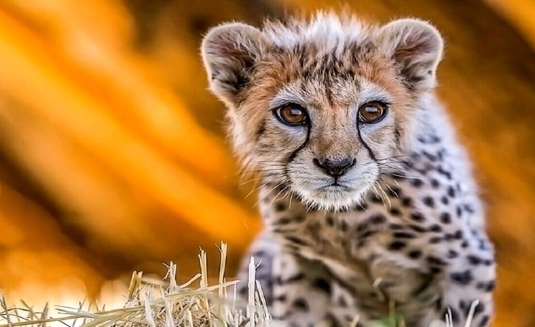 چرا سرنوشت هر توله یوز ایرانی خبرساز میشود؟