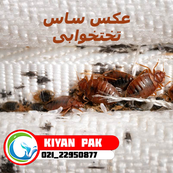 بعد از سفر چه کنیم تا ساس را با خودمان به خانه نیاوریم؟ راهنمای جلوگیری از انتقال ساس با چمدان و لباس عکس ساس تختخوابی