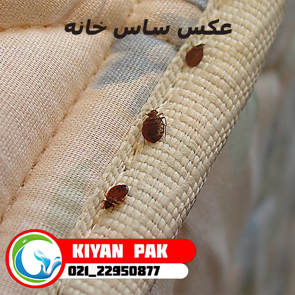 بعد از سفر چه کنیم تا ساس را با خودمان به خانه نیاوریم؟ راهنمای جلوگیری از انتقال ساس با چمدان و لباس عکس ساس خانه